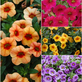 Calibrachoa 'Multiple Varieties' 