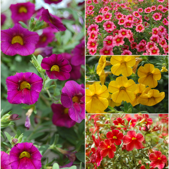 Calibrachoa Caloha® 'Multiple Varieties'