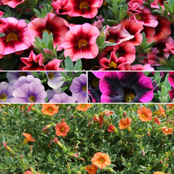 Calibrachoa 'Series' 