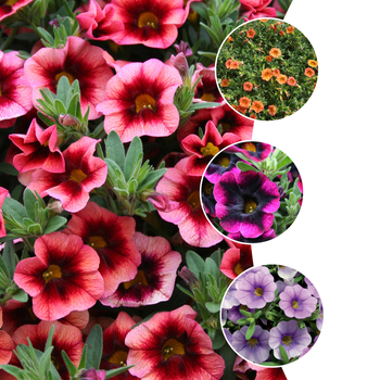 Calibrachoa Superbells® 'Series'