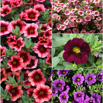 Calibrachoa 'Multiple Varieties' 