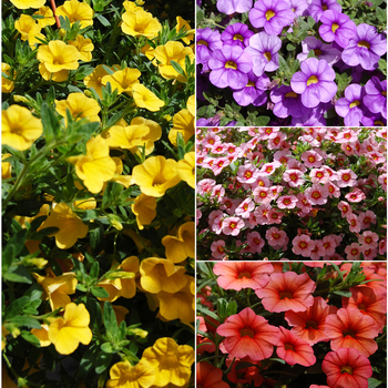 Calibrachoa Aloha 'Multiple Varieties'