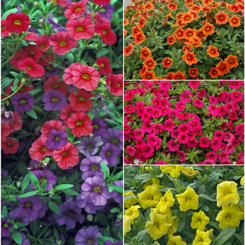 Calibrachoa 'Series' 