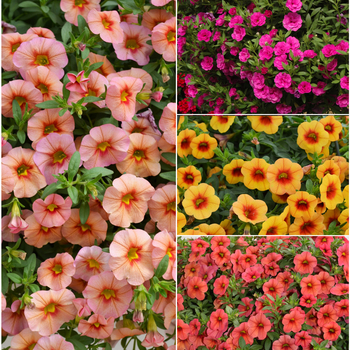 Calibrachoa MiniFamous® 'Series' (051608)