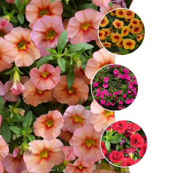 Calibrachoa 'Series' 