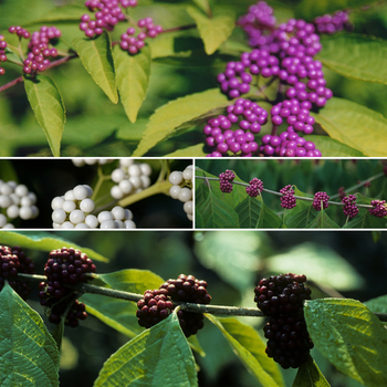 Callicarpa 'Multiple Varieties' 