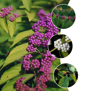 Callicarpa 'Multiple Varieties'