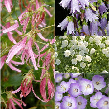 Campanula 'Multiple Varieties' 