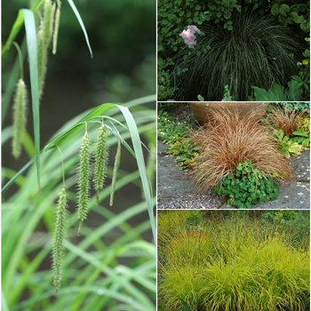 Carex 'Multiple Varieties'