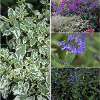 Caryopteris '' (051623)