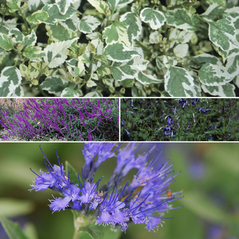 Caryopteris 