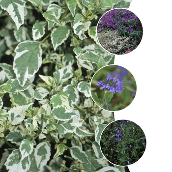 Caryopteris '' (051625)