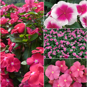 Catharanthus roseus Nirvana® 'Multiple Varieties'