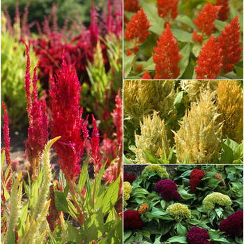 Celosia 