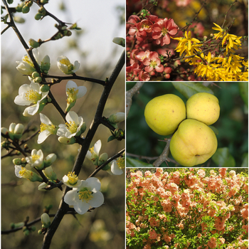 Chaenomeles 'Multiple Varieties' 