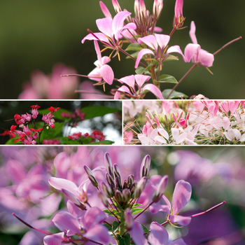 Cleome 'Multiple Varieties' 