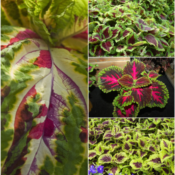 Coleus scutellarioides 'Multiple Varieties' 