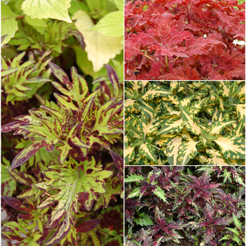 Coleus 'Multiple Varieties' 