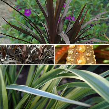 Cordyline 