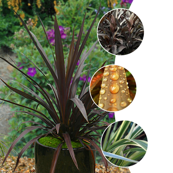 Cordyline Centerpiece™ Collection