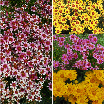 Coreopsis 'Multiple Varieties' PPAF