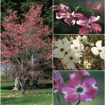 Cornus florida 'Cherokee Collection' 