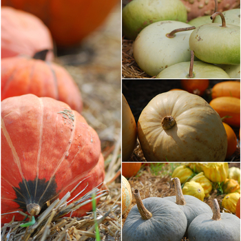 Cucurbita maxima 'Multiple Varieties' 