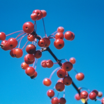 Malus 'Weeping Candied Apple' 