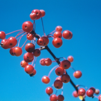 Malus 'Weeping Candied Apple'