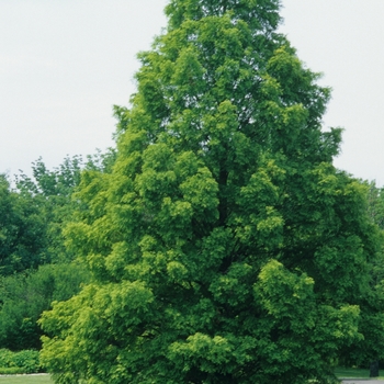 Metasequoia glyptostroboides