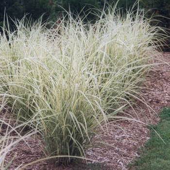 Miscanthus sinensis 'Variegatus'