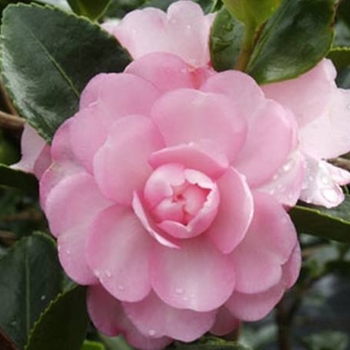 Camellia sasanqua 'Pink Snow' 