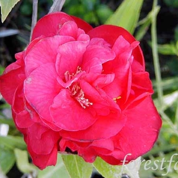 Camellia japonica 'Big Red' 