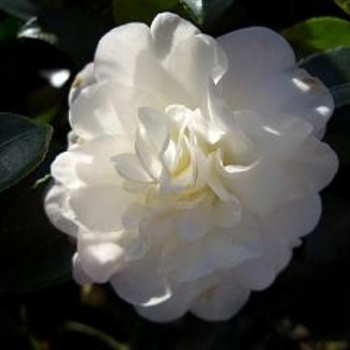 Camellia sasanqua 'Asakura' 