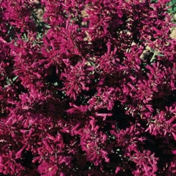 Agastache cana 'Purple Pygmy' 