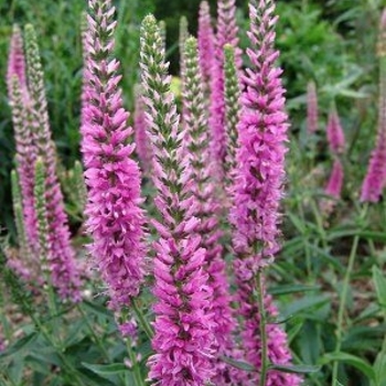 Veronica 'Tickled Pink' PP16182