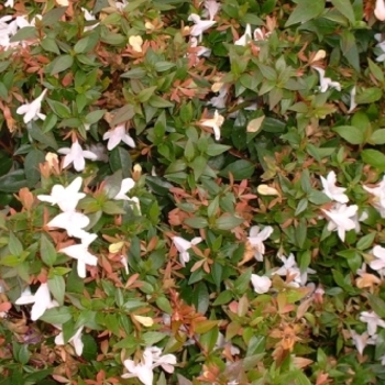 Abelia x grandiflora 'Prostrata' 