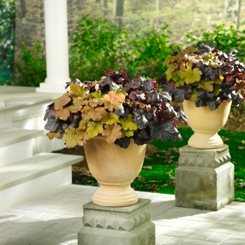 Heuchera Dolce® 'Creme Brulee'