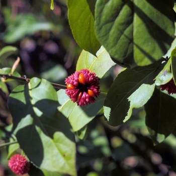 Euonymus americanus