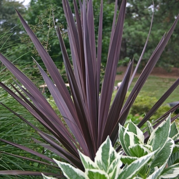 Cordyline australis 'Red Sensation' (051877)