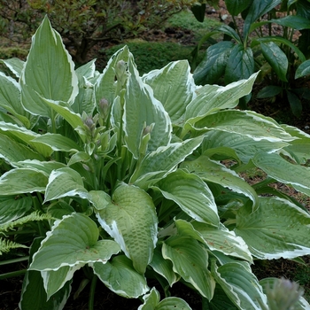 Hosta 'Regal Splendor' (051879)