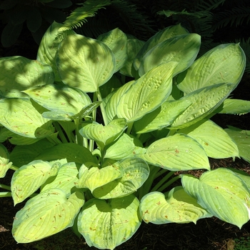 Hosta 'Gold Standard' 