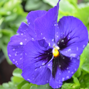 Viola x wittrockiana 'Blue Blotch' 