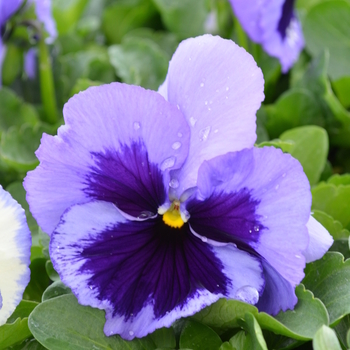 Viola x wittrockiana 'Ocean' 