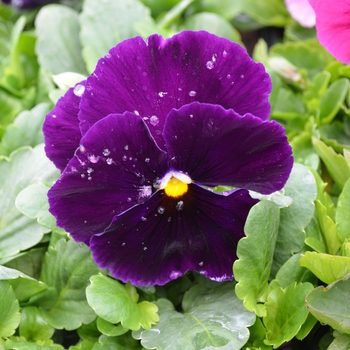 Viola x wittrockiana 'Purple' 