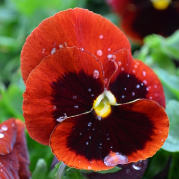 Viola x wittrockiana 'Red Blotch' 