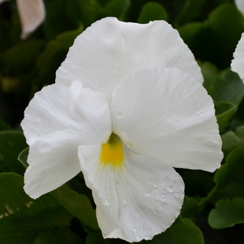 Viola x wittrockiana 'White' 