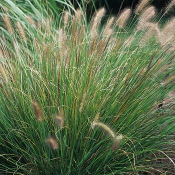 Pennisetum alopecuroides 