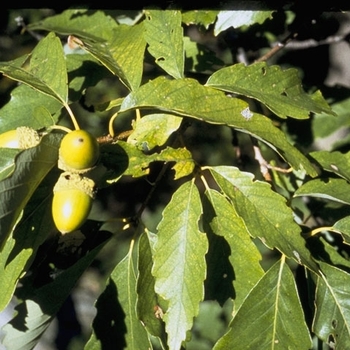 Quercus michauxii