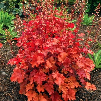 Heuchera Crisp™ 'Peach Crisp'